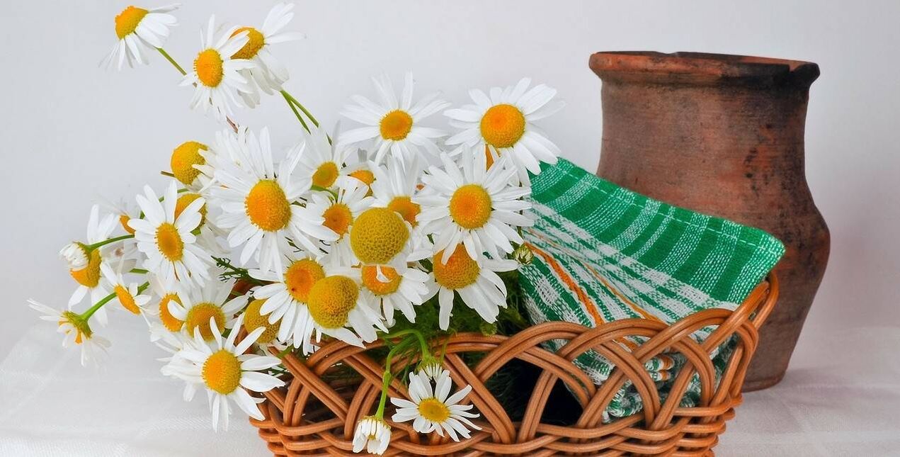 cara membuat penyegar muka daripada bunga chamomile